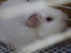 -宠物兔专门店(天丰利市场店)