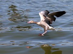 -南大港湿地风景区