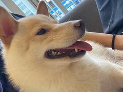 -南京Hallo宠物乐园·哈罗犬舍·柴犬繁育基地