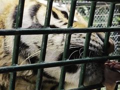 -深圳野生动物园