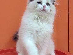 -三花喵·撸猫购宠·宠物生活馆(虹桥南丰城店)