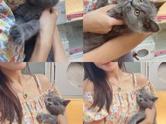 -lincat·猫舍(广州店)