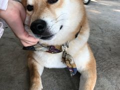 -柴犬高等学院·狗咖·柴犬售卖·宠物训练