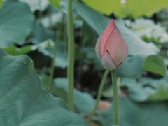 -陈家山荷花公园