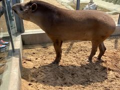-西霞口神雕山野生动物世界