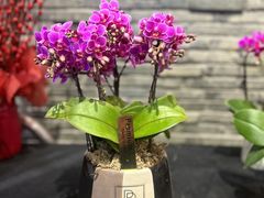 -豆豆花艺(新光天地店)