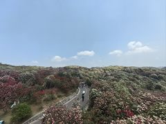 -贵州百里杜鹃风景名胜区