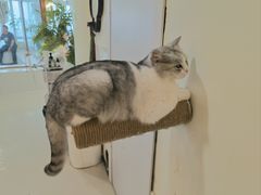 -共舞时光猫咖·狗咖(新街口店)