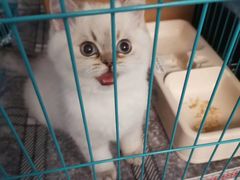 -欣宠猫屋·矮脚拿破仑·蓝金金渐层