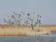 -盐城丹顶鹤湿地生态旅游区