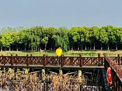 -荷塘月色湿地公园·向阳花洲