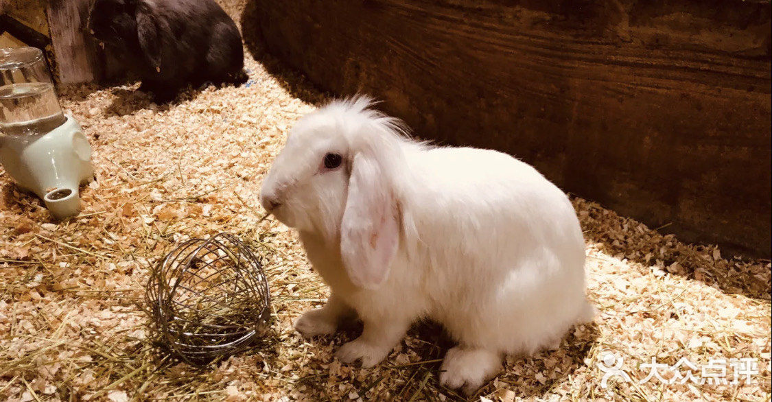 🔥爆魔都的遛娃胜地！快来打卡吧！