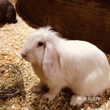 🔥爆魔都的遛娃胜地！快来打卡吧！