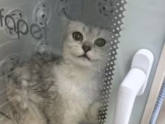 -安安宠医宠物医院·异宠·犬猫内科(岳阳分院)