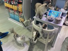 -喵的天空名猫咖啡馆·撸猫·猫舍·用品