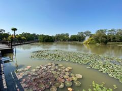 -大湾区中央湿地公园