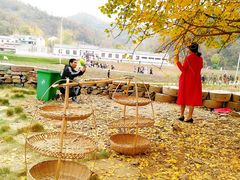 -千年银杏谷文化旅游区
