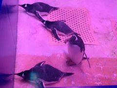 -暹罗海洋世界