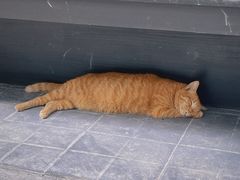 -COTTON CAFE(德信·中外公寓店)