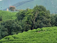 -帐篷客·溪龙茶谷度假酒店