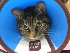 -瑞派名望24h动物医院异宠专科·猫专科·骨科·重症监护分院