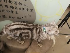 -平行世界·猫咖(首经贸店)