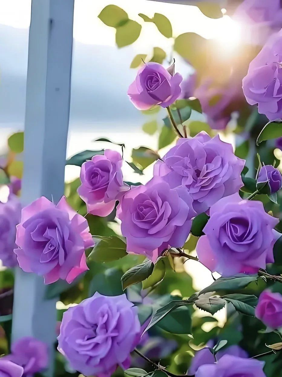 紫色蔷薇花,寓意:心灵的契合/神秘与梦幻