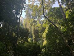-西双版纳原始森林公园