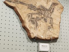-辽宁古生物博物馆