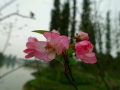 -秀丽东方