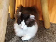 -米宠家·撸猫猫咖小萌宠·猫咪洗澡·猫咪寄养(高新大都荟店)