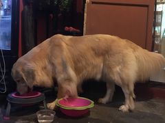 -百好乐宠物友好餐厅(朝外大街店)