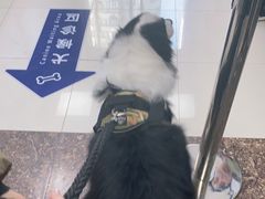 -申普宠物医院·心脏介入·心血管微创(总院)