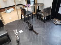 -猫色咖啡·猫咖