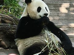 -都江堰中华大熊猫苑