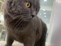 -爱洗澡的猫(望京店)
