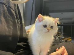 -欣宠猫屋·矮脚拿破仑·蓝金金渐层