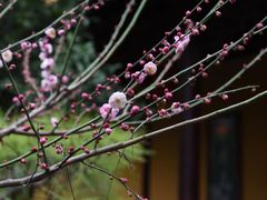 -龙华寺