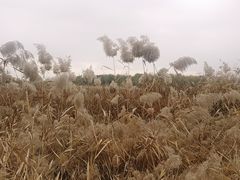 -北京麋鹿生态实验中心