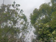 -南山植物园