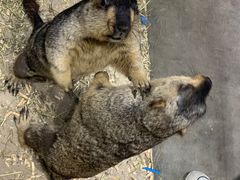 -浣熊柯尔鸭土拨鼠·电玩咖