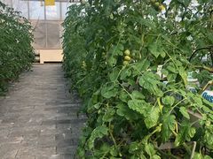 -陆地游轮吉林神农温泉