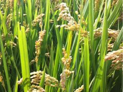 iphone_upload_pic-溱湖国家湿地公园