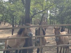 -秦皇岛野生动物园