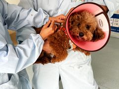 -汪喵宠物医院·骨科心脏影像·犬猫急重症ICU诊疗中心(成华分院)