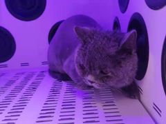 -袖虎宠物(锦绣生态园店)