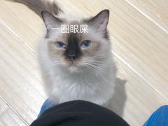 -momokira米努特·德文卷毛猫·棉花面纱犬