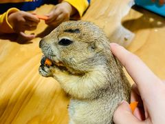 -藦茜花园宠物主题亲子互动体验馆(国顺东路店)