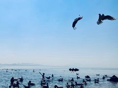 -深圳湾公园(南山区)