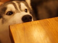 -more than meow吴止猫主题餐厅(承德 中船汇店)